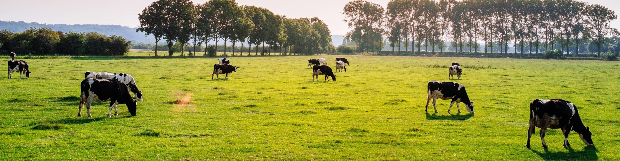 cows grazing in a field